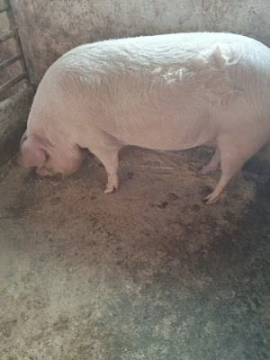 vind porc gras in jur de 170 kg - imagine 3