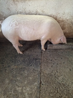 vind porc gras in jur de 170 kg - imagine 4