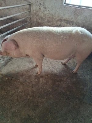 vind porc gras in jur de 170 kg - imagine 5
