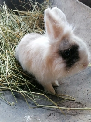 De vânzare 1mascul și 3femele  - imagine 3