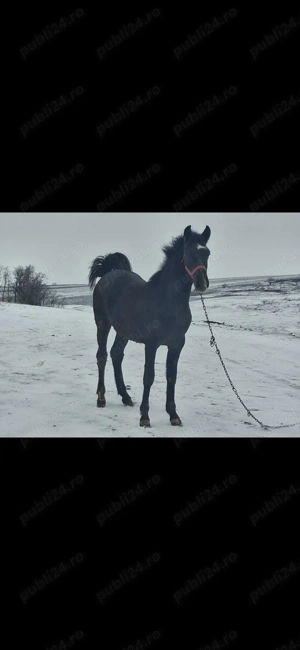 Manz de 11 luni .Preț  5000 RON 