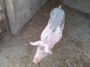 Vand grasuna landas  - imagine 3