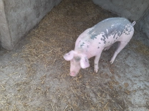 Vand grasuna landas  - imagine 2