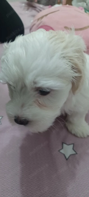 Vând cățelușă bichon ! - imagine 4