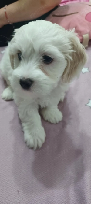 Vând cățelușă bichon ! - imagine 5