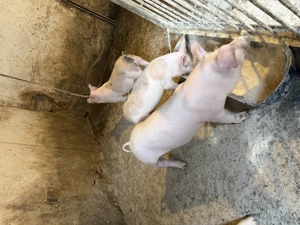 Vand purcei soldanasi