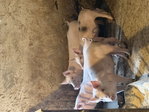 Vand purcei soldanasi - imagine 3