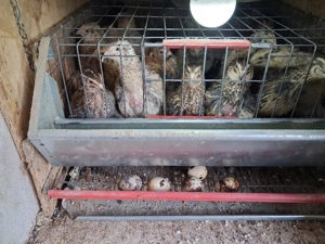 vand prepelite din rasa Jumbo - imagine 2