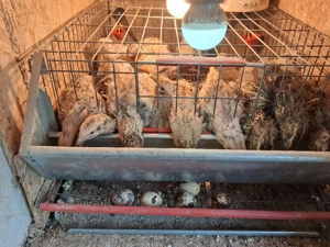 vand prepelite din rasa Jumbo - imagine 4