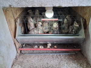 vand prepelite din rasa Jumbo - imagine 3