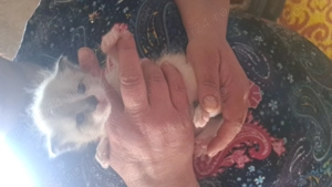 Pisici siameze de rasa 