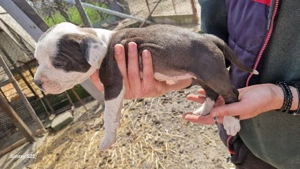 amstaff 3 masculi 3 femele - imagine 4