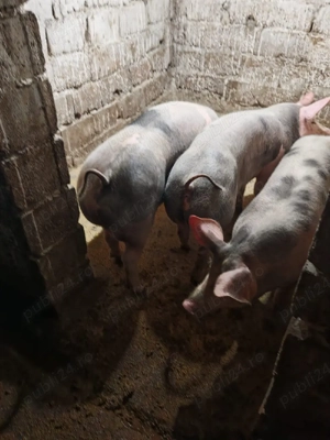 porci de vânzare  - imagine 4