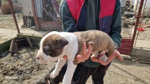 amstaff 3 masculi 3 femele - imagine 5