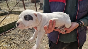 amstaff 3 masculi 3 femele - imagine 2