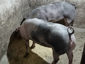 porci de vânzare  - imagine 2