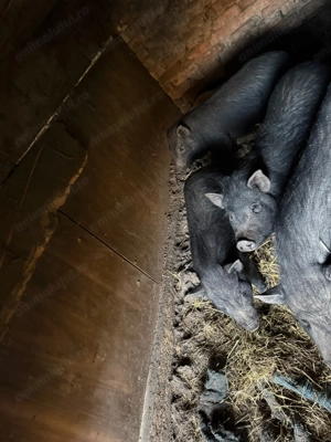 vând 3 porci vietnamezi 