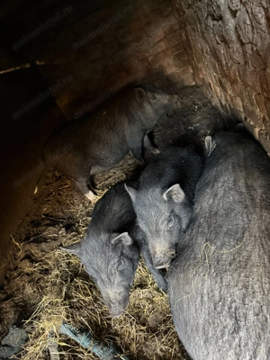 vând 3 porci vietnamezi  - imagine 2