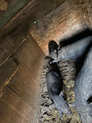 vând 3 porci vietnamezi  - imagine 3