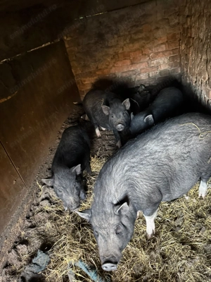 vând 3 porci vietnamezi  - imagine 4