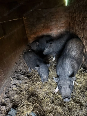 vând 3 porci vietnamezi  - imagine 4