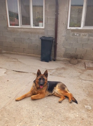 Femela de ciobănesc german