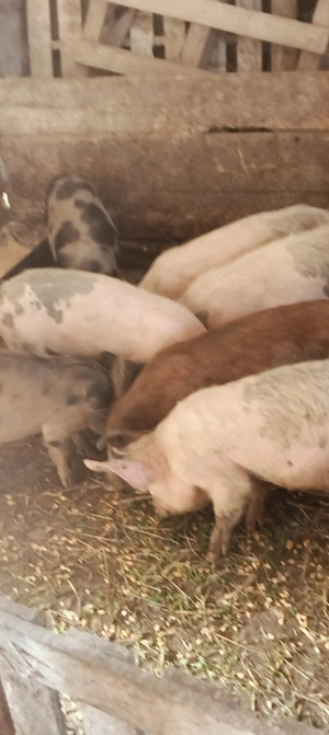 Șoldani de 30-35 kg - imagine 2