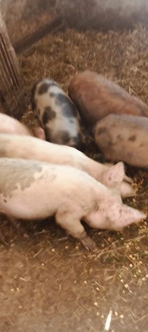 Șoldani cu greutatea cuprinsă între 25 și 35 kg 