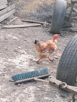 trei cocoși disponibili  - imagine 5