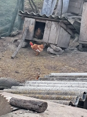 trei cocoși disponibili  - imagine 4