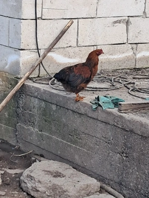 trei cocoși disponibili  - imagine 3