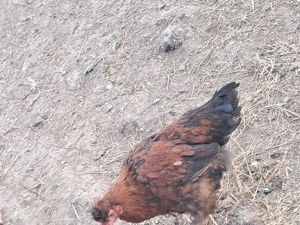 trei cocoși disponibili  - imagine 2