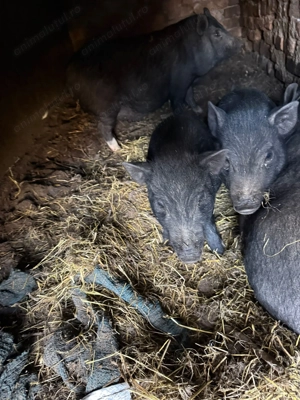 vând 3 porci vietnamezi  - imagine 5