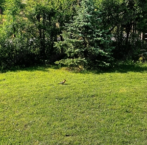 Oferta Casa noua premium  - imagine 10