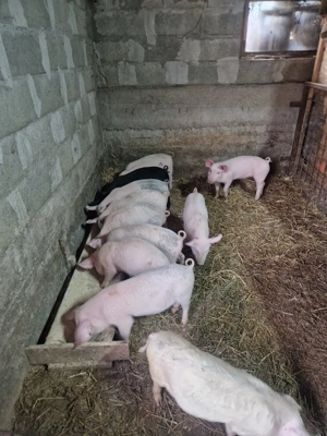 purcei de 9 saptamani - imagine 3