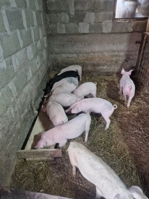 purcei de 9 saptamani