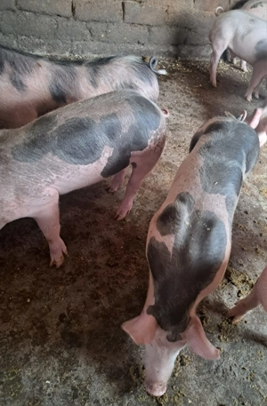 Purcei de vînzare  - imagine 2