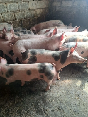 Purcei de vînzare  - imagine 3