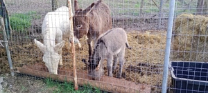 vand măgăriță proaspăt fătată cu fetița  - imagine 2