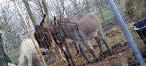 vand măgăriță proaspăt fătată cu fetița 