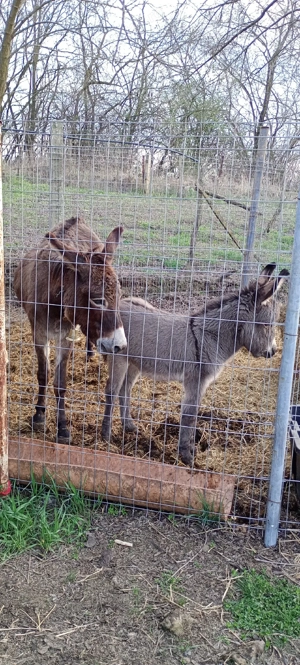 vand măgăriță proaspăt fătată cu fetița  - imagine 4