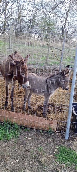 vand măgăriță proaspăt fătată cu fetița  - imagine 5