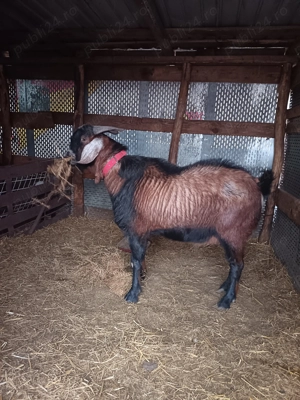 Se vinde țap de rasa  - imagine 3