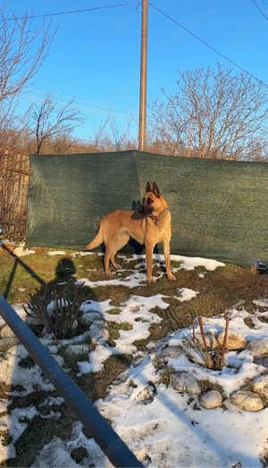 Vand Belgian Malinois - imagine 3