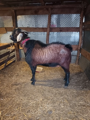 Se vinde țap de rasa  - imagine 2