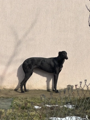 Vând catea ogara  - imagine 2