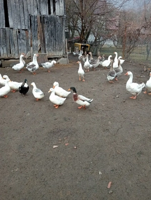vând gâște  - imagine 5