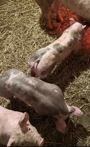 Pietrean belgian  - imagine 3