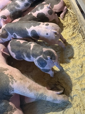 Pietrean belgian  - imagine 2