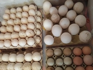 vând gâște  - imagine 4